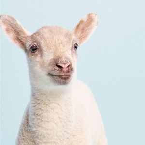 Meet your Posher, Josephine